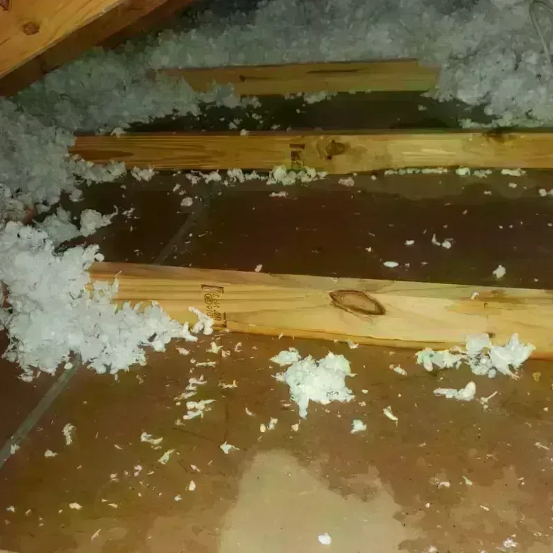 Attic Water Damage in Metairie, LA