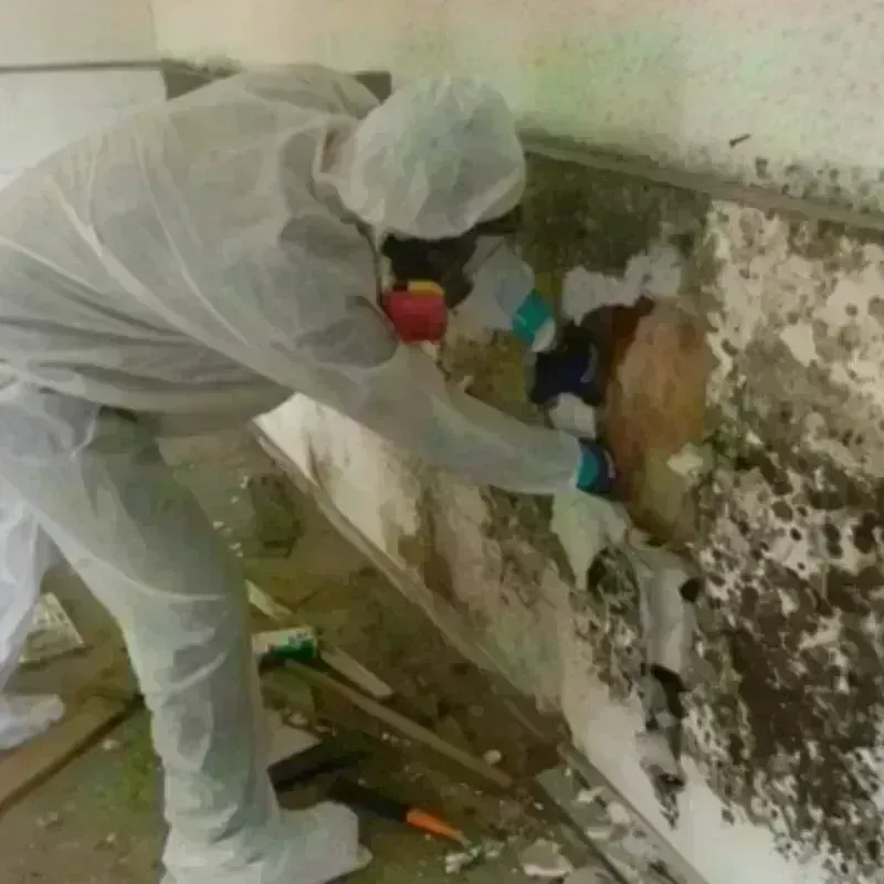 Mold Remediation and Removal in Metairie, LA